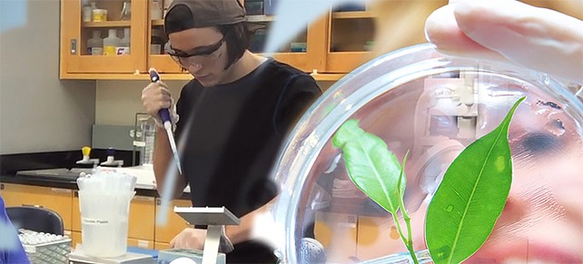 petrie dish and biotech student working in lab